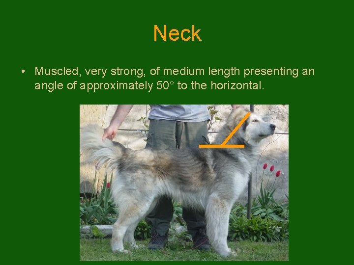 Neck • Muscled, very strong, of medium length presenting an angle of approximately 50°