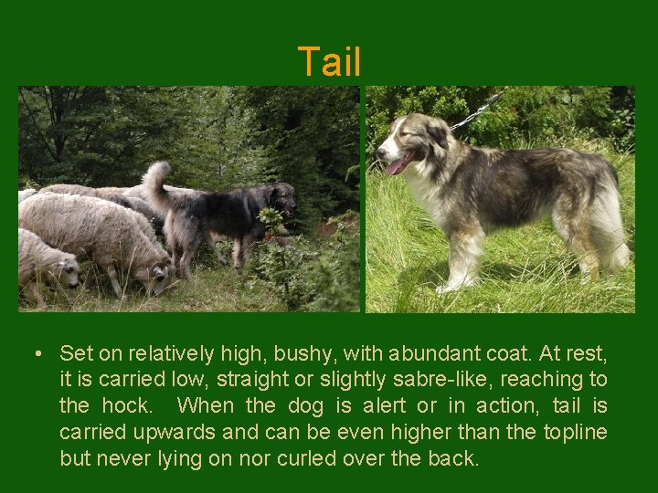 Tail • Set on relatively high, bushy, with abundant coat. At rest, it is