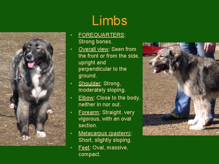Limbs • • FOREQUARTERS: Strong bones. Overall view: Seen from the front or from