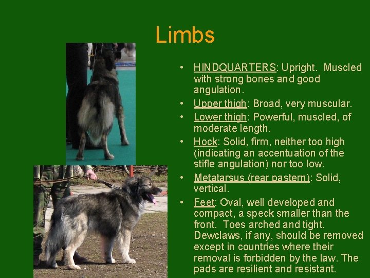 Limbs • HINDQUARTERS: Upright. Muscled with strong bones and good angulation. • Upper thigh: