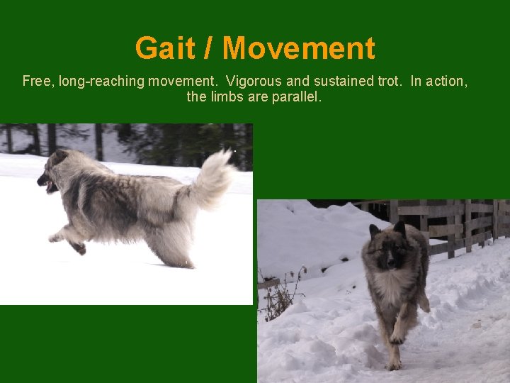 Gait / Movement Free, long-reaching movement. Vigorous and sustained trot. In action, the limbs