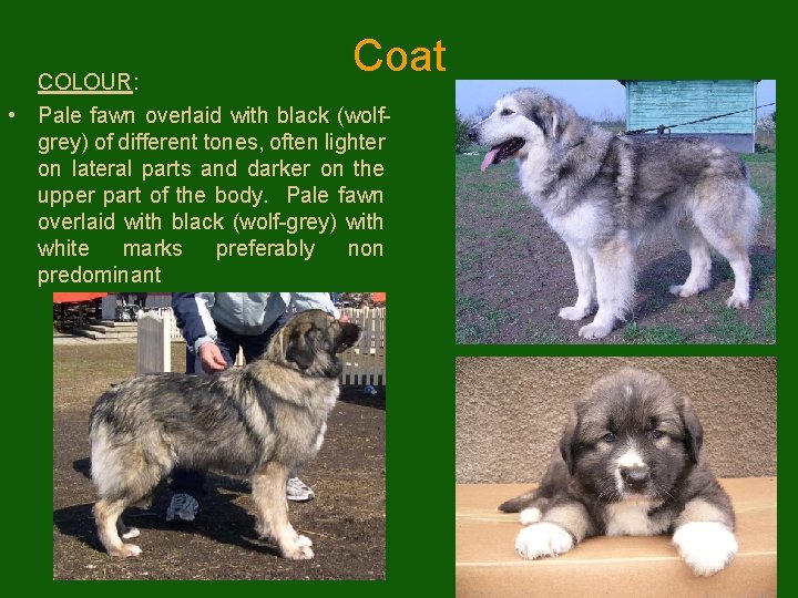 Coat COLOUR: • Pale fawn overlaid with black (wolfgrey) of different tones, often lighter