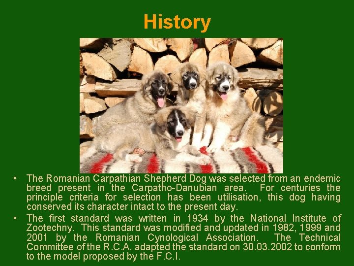 History • The Romanian Carpathian Shepherd Dog was selected from an endemic breed present