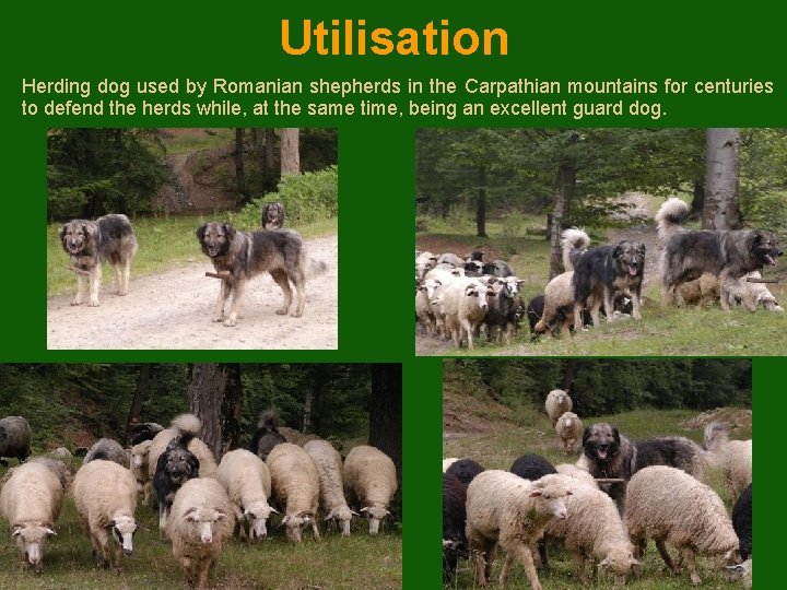Utilisation Herding dog used by Romanian shepherds in the Carpathian mountains for centuries to
