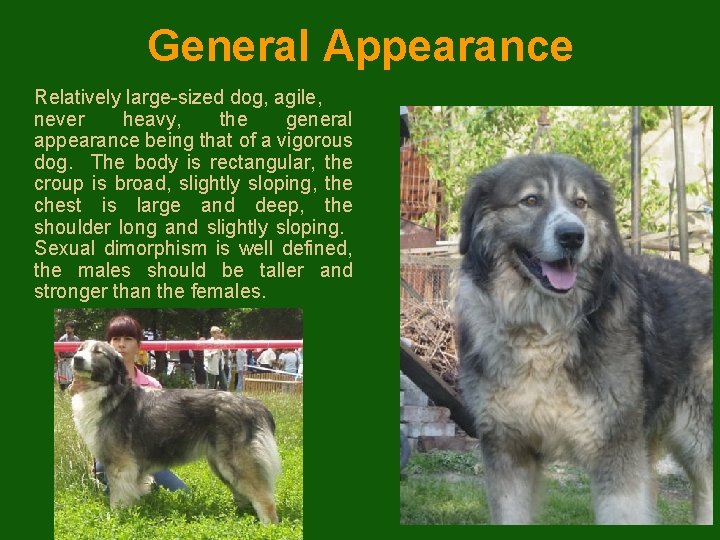 General Appearance Relatively large-sized dog, agile, never heavy, the general appearance being that of