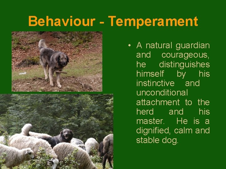 Behaviour - Temperament • A natural guardian and courageous, he distinguishes himself by his