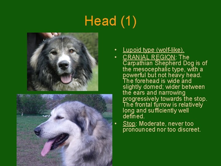 Head (1) • Lupoid type (wolf-like). • CRANIAL REGION: The Carpathian Shepherd Dog is