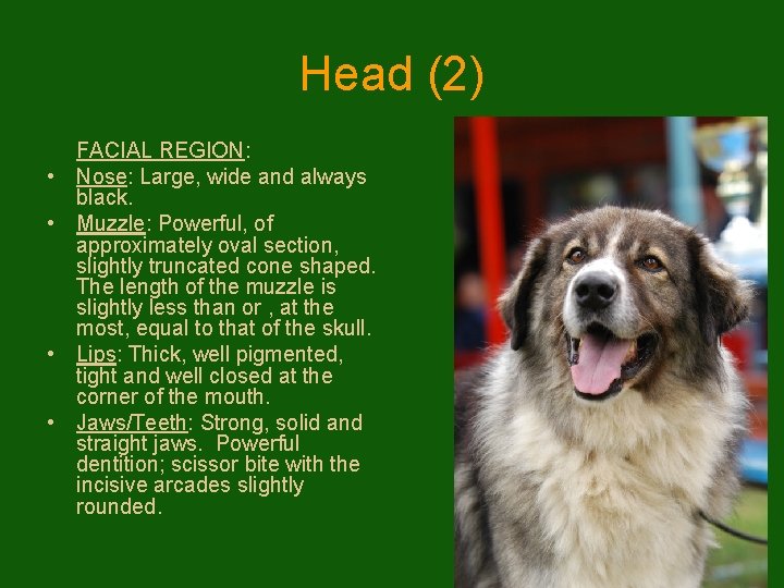 Head (2) • • FACIAL REGION: Nose: Large, wide and always black. Muzzle: Powerful,