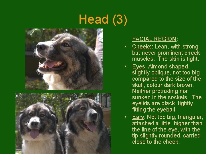 Head (3) FACIAL REGION: • Cheeks: Lean, with strong but never prominent cheek muscles.
