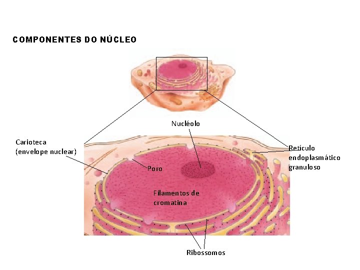 COMPONENTES DO NÚCLEO Nucléolo Carioteca (envelope nuclear) Retículo endoplasmático granuloso Poro Filamentos de cromatina