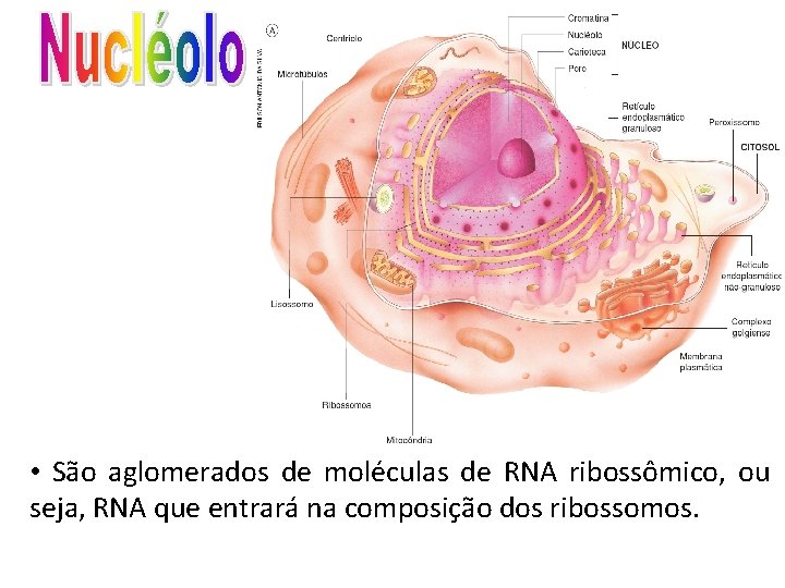  • São aglomerados de moléculas de RNA ribossômico, ou seja, RNA que entrará
