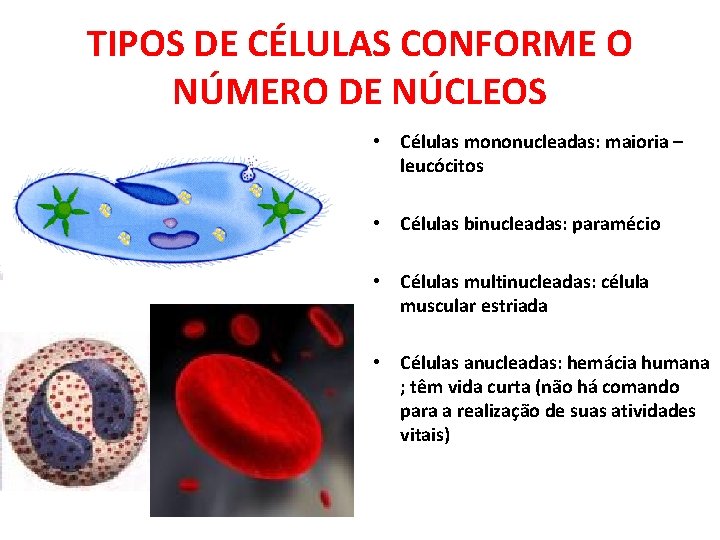 TIPOS DE CÉLULAS CONFORME O NÚMERO DE NÚCLEOS • Células mononucleadas: maioria – leucócitos