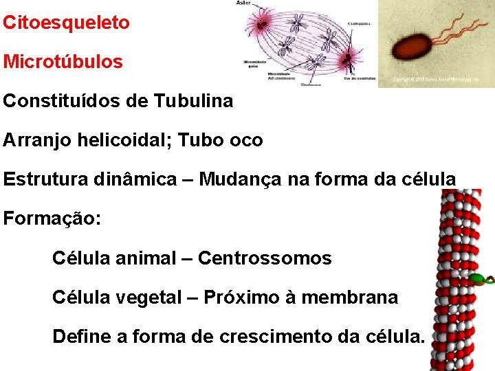 Citoesqueleto Microtúbulos Constituídos de Tubulina Arranjo helicoidal; Tubo oco Estrutura dinâmica – Mudança na