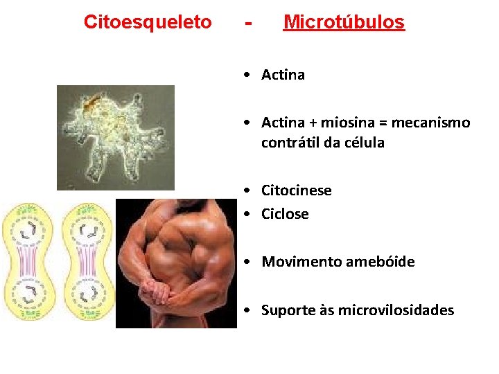 Citoesqueleto - Microtúbulos • Actina + miosina = mecanismo contrátil da célula • Citocinese