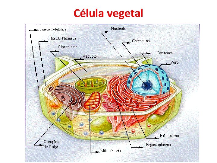 Célula vegetal Nucléolo Parede Celulósica Memb. Plasmátia Cromatina Cloroplasto Cariteoca Vacúolo Poro Ribossomo Complexo