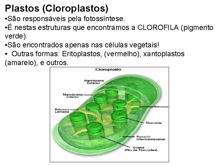 Plastos (Cloroplastos) • São responsáveis pela fotossíntese. • É nestas estruturas que encontramos a