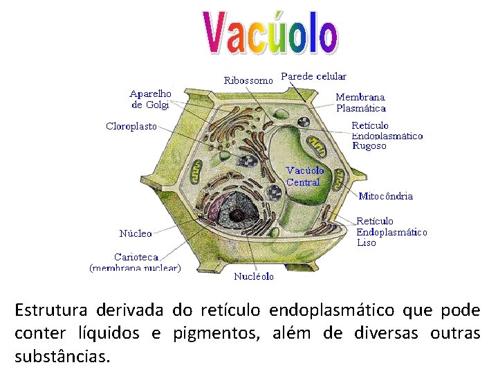 Estrutura derivada do retículo endoplasmático que pode conter líquidos e pigmentos, além de diversas