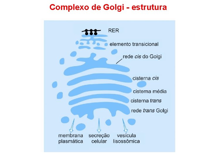 Complexo de Golgi - estrutura 