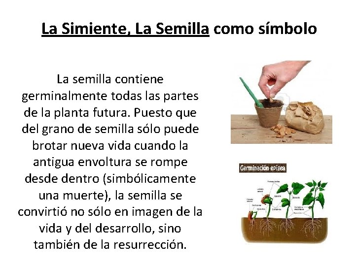  La Simiente, La Semilla como símbolo La semilla contiene germinalmente todas las partes