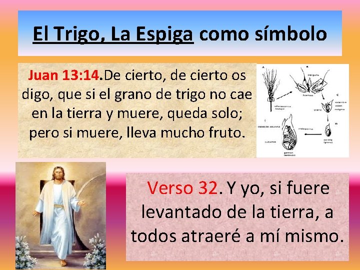 El Trigo, La Espiga como símbolo Juan 13: 14. De cierto, de cierto os