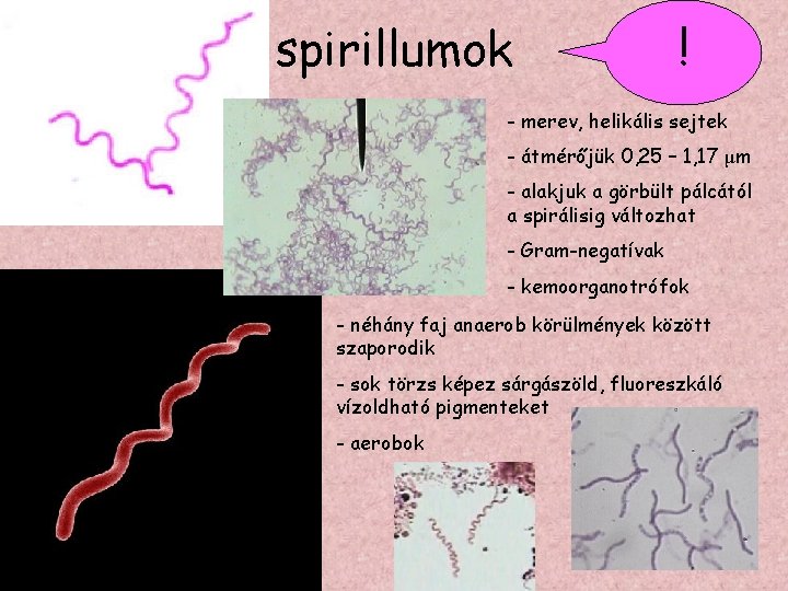 spirillumok ! - merev, helikális sejtek - átmérőjük 0, 25 – 1, 17 μm