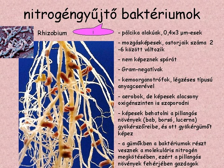 nitrogéngyűjtő baktériumok Rhizobium ! - pálcika alakúak, 0, 4 x 3 μm-esek - mozgásképesek,