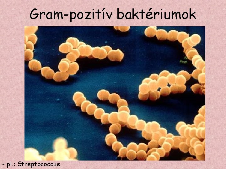 Gram-pozitív baktériumok - pl. : Streptococcus 