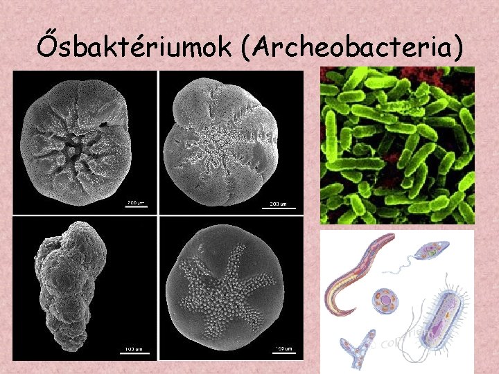 Ősbaktériumok (Archeobacteria) 