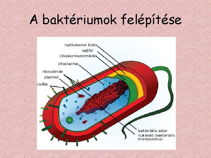 A baktériumok felépítése 