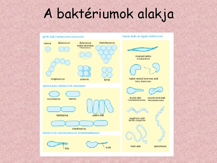 A baktériumok alakja 