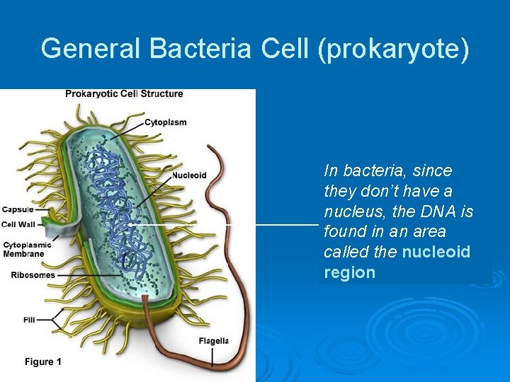 General Bacteria Cell (prokaryote) In bacteria, since they don’t have a nucleus, the DNA