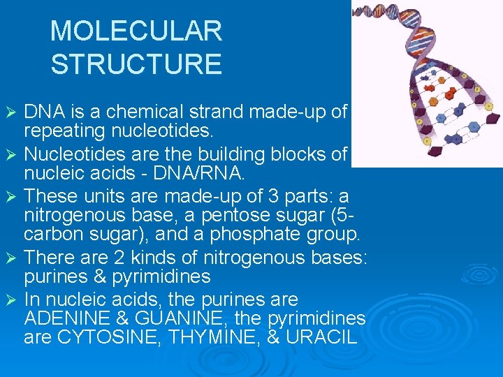 MOLECULAR STRUCTURE DNA is a chemical strand made-up of repeating nucleotides. Ø Nucleotides are