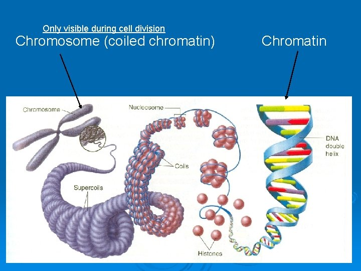 Only visible during cell division Chromosome (coiled chromatin) Chromatin 