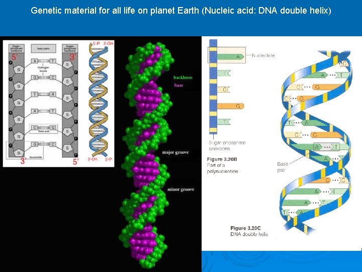 Genetic material for all life on planet Earth (Nucleic acid: DNA double helix) 