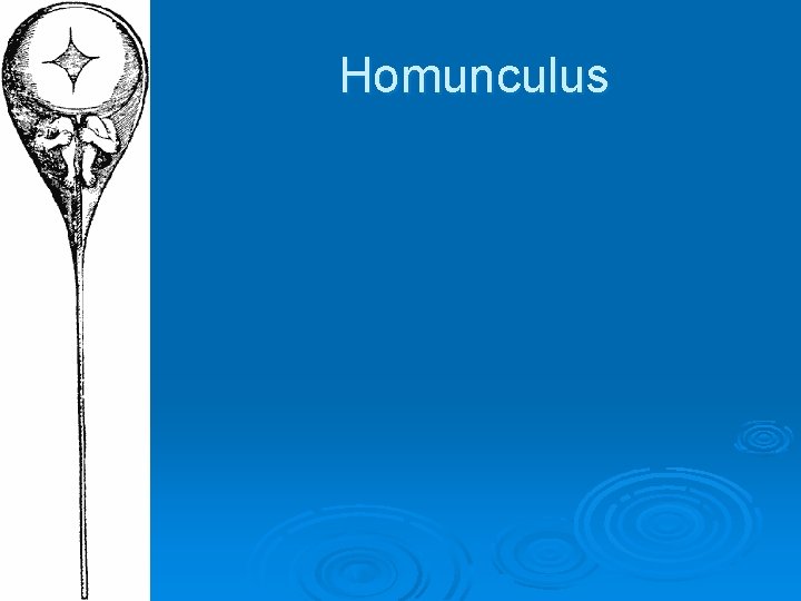 Homunculus 