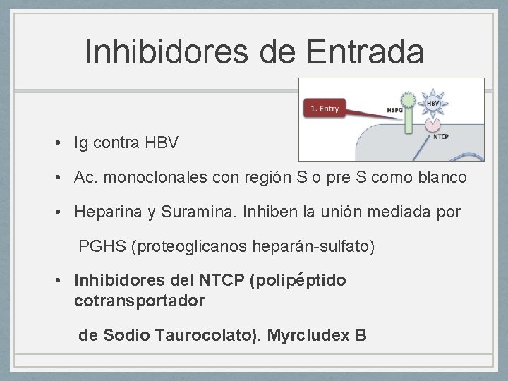 Inhibidores de Entrada • Ig contra HBV • Ac. monoclonales con región S o