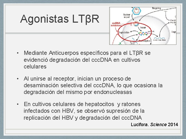 Agonistas LTβR • Mediante Anticuerpos específicos para el LTβR se evidenció degradación del ccc.