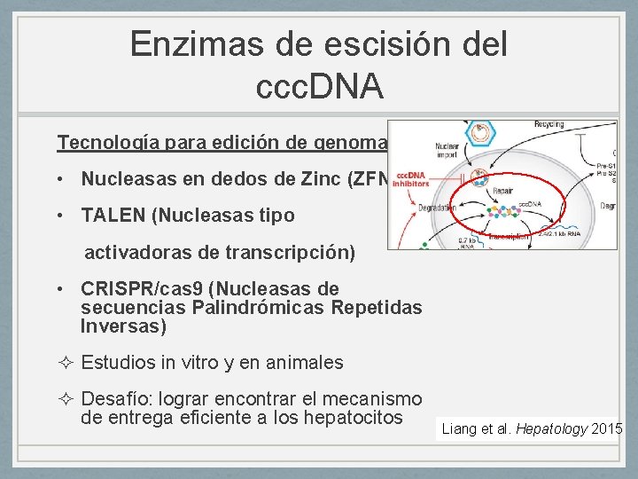 Enzimas de escisión del ccc. DNA Tecnología para edición de genomas: • Nucleasas en
