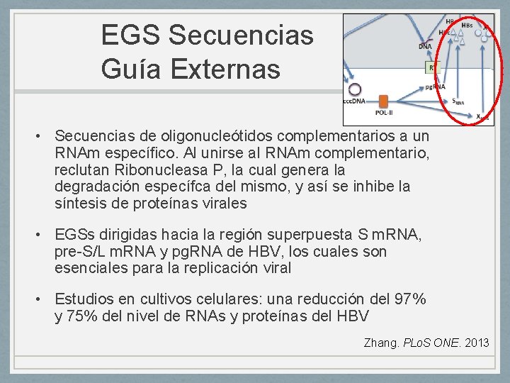 EGS Secuencias Guía Externas • Secuencias de oligonucleótidos complementarios a un RNAm específico. Al