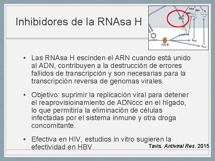 Inhibidores de la RNAsa H • Las RNAsa H escinden el ARN cuando está