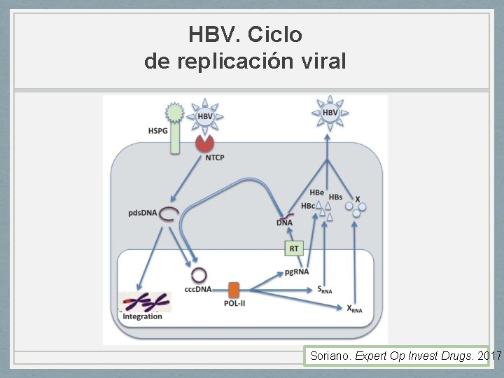 HBV. Ciclo de replicación viral Soriano. Expert Op Invest Drugs. 2017 