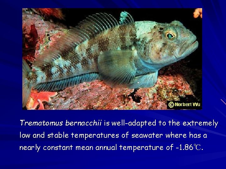 Trematomus bernacchii is well-adapted to the extremely low and stable temperatures of seawater where