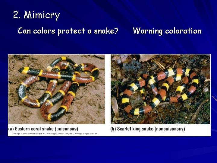 2. Mimicry Can colors protect a snake? Warning coloration 