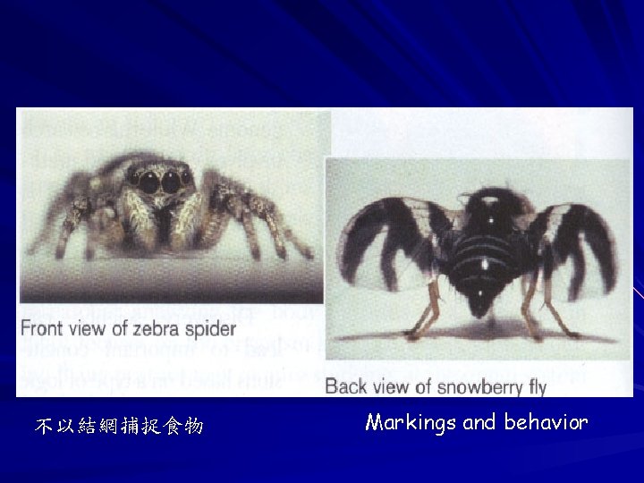 不以結網捕捉食物 Markings and behavior 