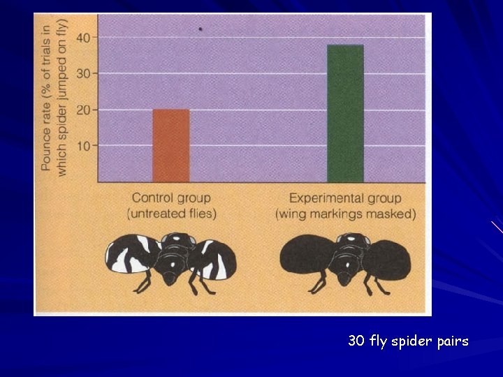 30 fly spider pairs 