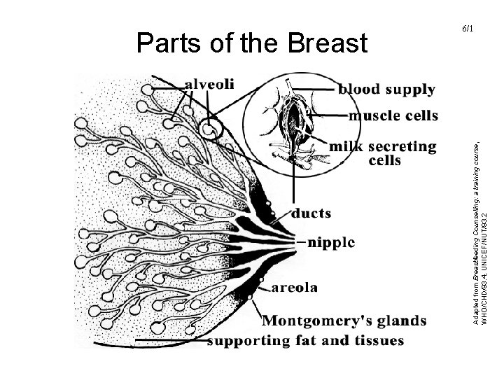 Adapted from Breastfeeding Counselling: a training course, WHO/CHD/93. 4, UNICEF/NUT/93. 2 Parts of the