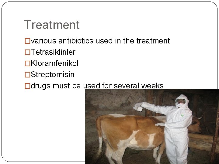 Treatment �various antibiotics used in the treatment �Tetrasiklinler �Kloramfenikol �Streptomisin �drugs must be used