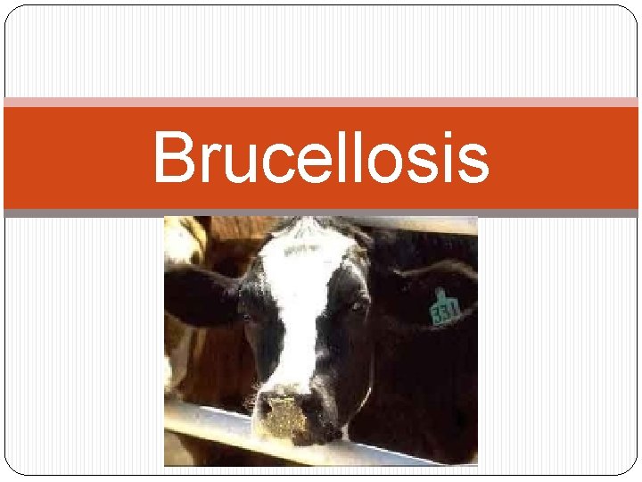 Brucellosis 