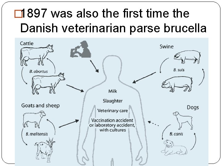 � 1897 was also the first time the Danish veterinarian parse brucella abortus 