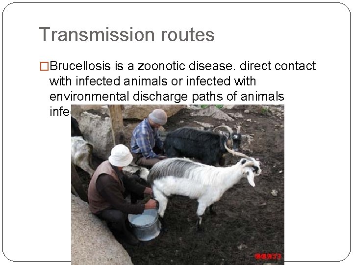 Transmission routes �Brucellosis is a zoonotic disease. direct contact with infected animals or infected